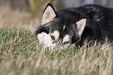 ALASKAN MALAMUTE 769
